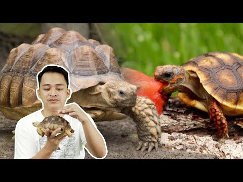 Video: Apa itu kura-kura belakang?