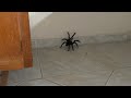 ARANHA GIGANTE na casa do SÍTIO/CHÁCARA,conserto e limpeza da PISCINA T.1Ep.12