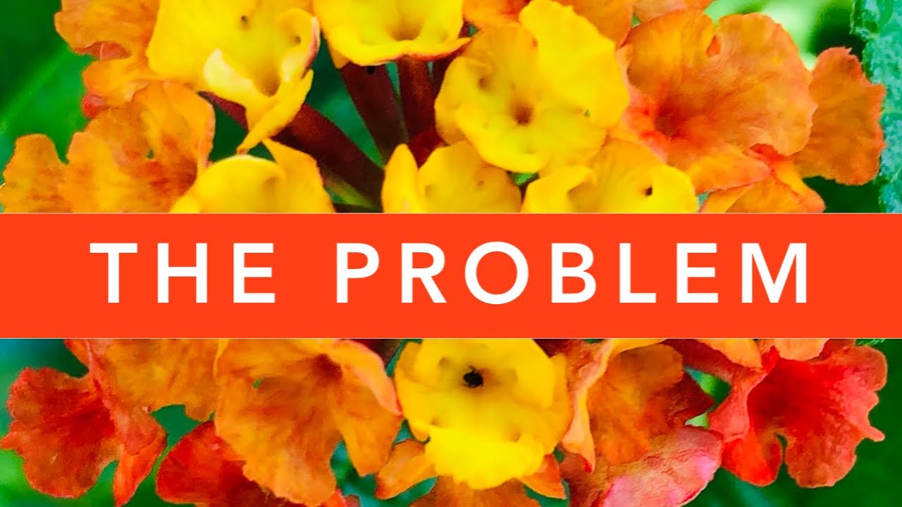 ПРОБЛЕМА с Лантана Камара