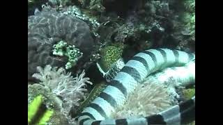 Sea Snake vs. Moray Eel