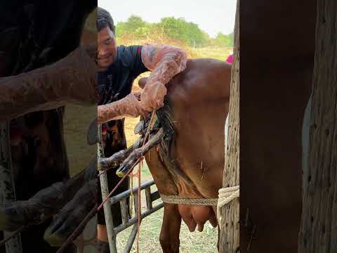 คลอดแล้ว ลูกสาวจ้าวช็อกโกแลต วิลัยฟาร์ม