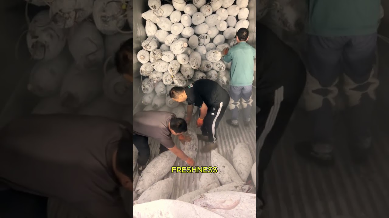 Process of Unloading Frozen Fish from Containers