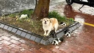 'Please, my cubs is dying', she cried loudly in the heavy rain watching her pups shivering from cold