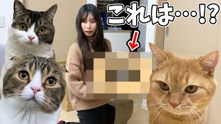プリンちゃんと久々の再会！なんとプレゼントをもらっちゃいました♪【親子猫】