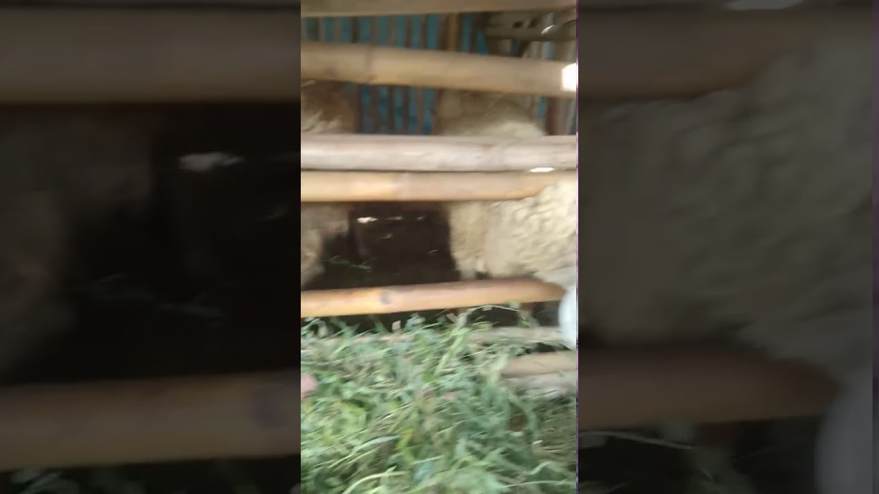 Ingon ingon di kampung, ayo ternak kambing gembel 