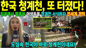 [해외감동사연] 한국 청계천 또 난리났다! 일본에선 멸종된 수달, 멸종 위기 동물 등장한 충격 영상… CNN 다큐멘터리 시청률 1위 기록