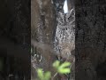 Owl and duck #animal