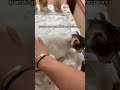 #perte #fypシ゚viral #neiperte #goviral #cat #loveanime #royalearena #love #gossip #neiperte