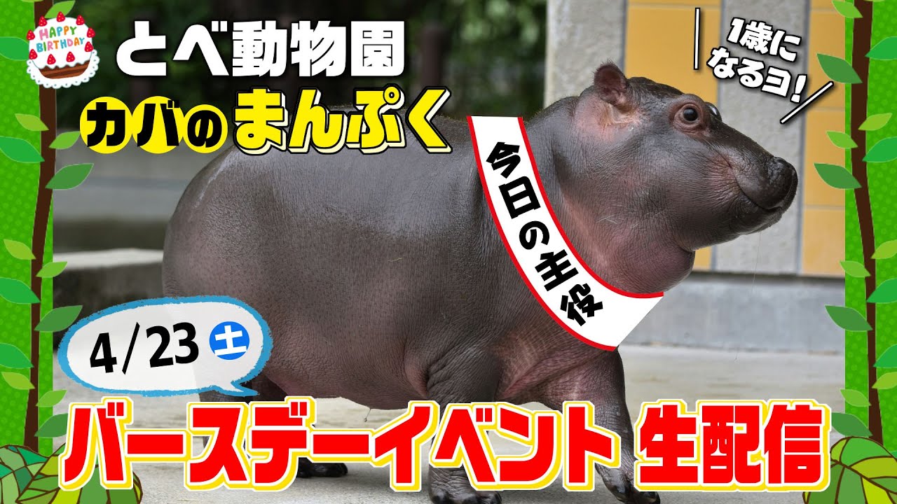 アーカイブ 4 23 土 とべ動物園カバのまんぷく1歳バースデーイベント生配信 Youtube