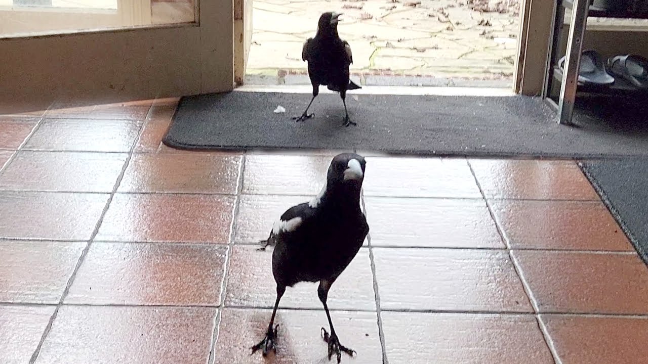 Mr and Mrs magpie run inside to play a catching game!