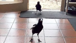 Mr and Mrs magpie run inside to play a catching game!