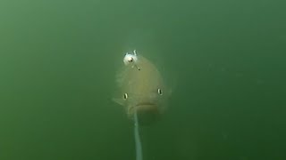 Striped Bass on a Fly-Underwater View!