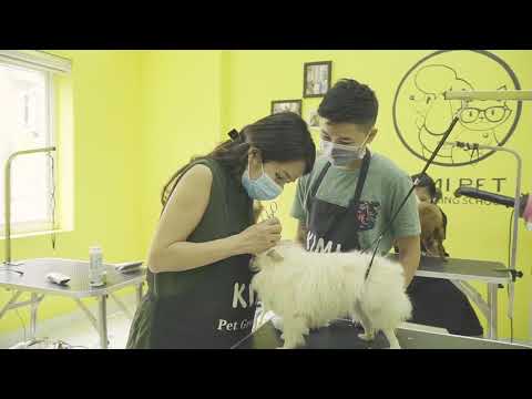 Video Học cắt lông chó chuẩn quốc tế, Dạy cắt tỉa cho chó ở đâu, dạy spa cho chó mèo - youtube