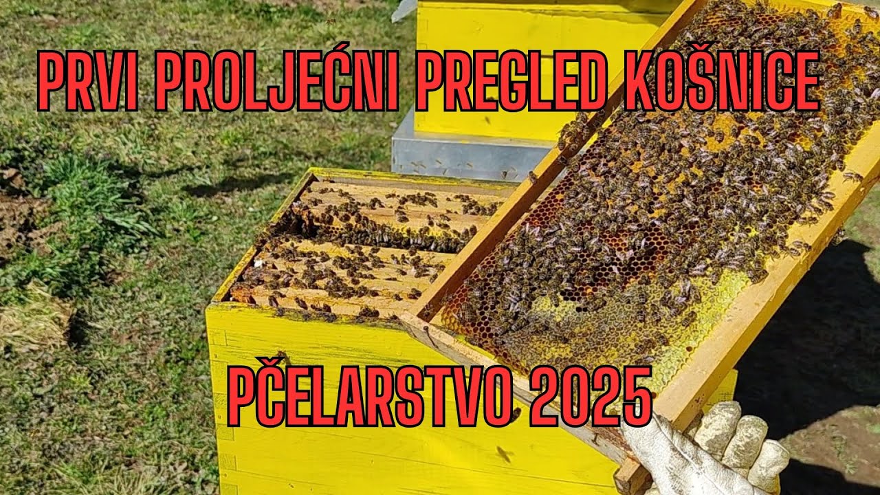 Prvi proljetni pregled košnice 06.03.2025. - Pčelarstvo2025 #beekeeping #beekeeper #bee #pcelarstvo