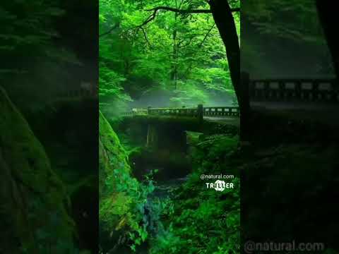 good night nature and amazing [short video]