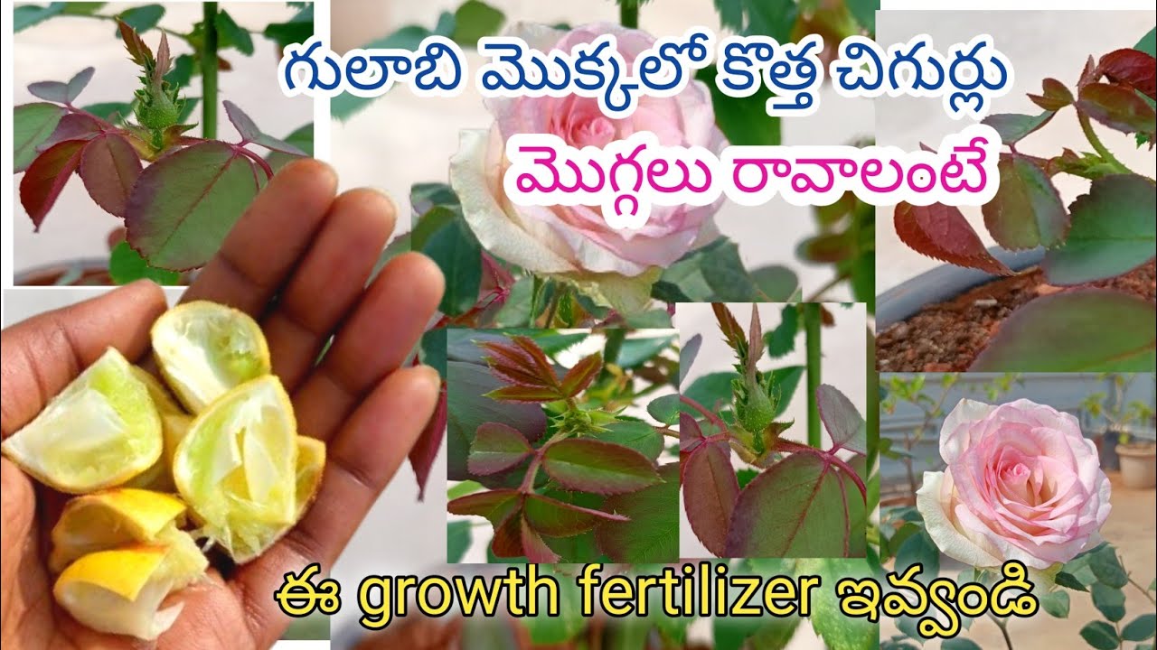 గులాబీ మొక్కలో కొమ్మలు బాగా వచ్చి ఎక్కువ పూలు పూయాలి అంటే ఇది ఇవ్వండి /rose plant growing tips #rose