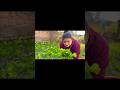 Harvesting in my kitchen garden #fruit #gardening #harvesting #vegetables #youtube