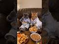 दोस्त खाना और ढेर सारी मस्ती😱😱#ai #shorts #cats #viral
