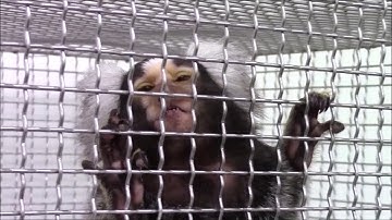 Charting the onset of Parkinson-like motor and non-motor symptoms in nonhuman primate model