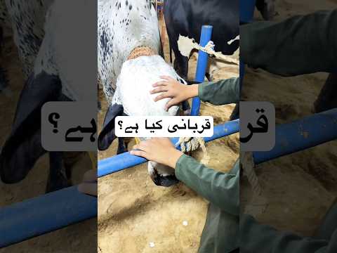 Qurbani Kya Hai? Har Musalman Ko Jan’na Chahiye | Eid ul Azha 2026 #qurbani #eid2026 #islamicpost
