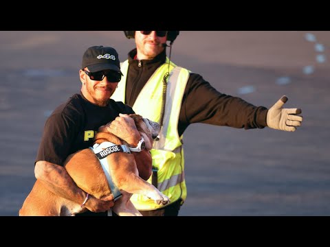 Lewis Hamilton Carries His Bulldog from helicopter After Winning British Grand Prix