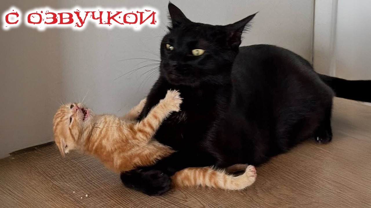 Приколы с котами! - С ОЗВУЧКОЙ! Смешные Коты И Собаки! Самые Смешные Животные 2026!!!