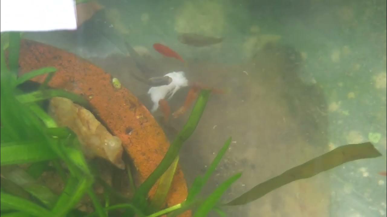 how to feed shrimp to fish(2) YouTube