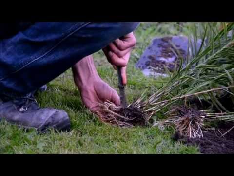 Video: Lapų kritimas ant krotono: priežastys, dėl kurių krotono augalai nukrenta lapai