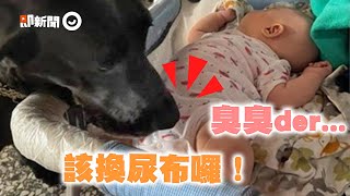超細心黑狗保母見弟熟睡 聞屁檢查尿布狠瞪媽:該換了|寵物動物|高山犬|狗狗|看新聞 超細心黑狗保母見弟熟睡 聞屁檢查尿布狠瞪媽:該換了|寵物動物|高山犬|狗狗|看新聞
