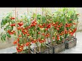 La faon la plus simple et la plus fructueuse de faire pousser des tomates  la maison pour les dbutants