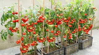 The easiest and most fruitful way to grow tomatoes at home for beginners