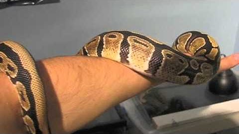 Leopard geckos, Ball python, axolotl #39