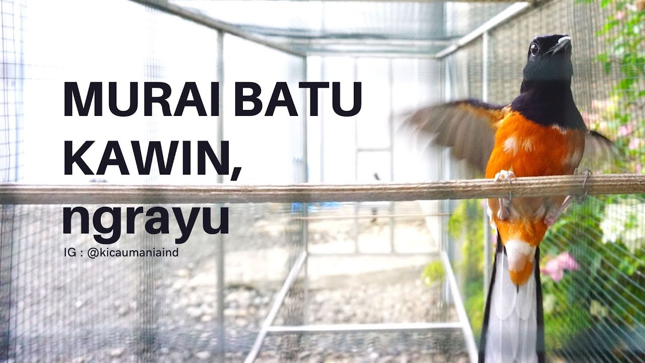 MURAI BATU Blorok Sujud-Sujud Ngrayu Nembak Kenari, Lovebird, Cililin