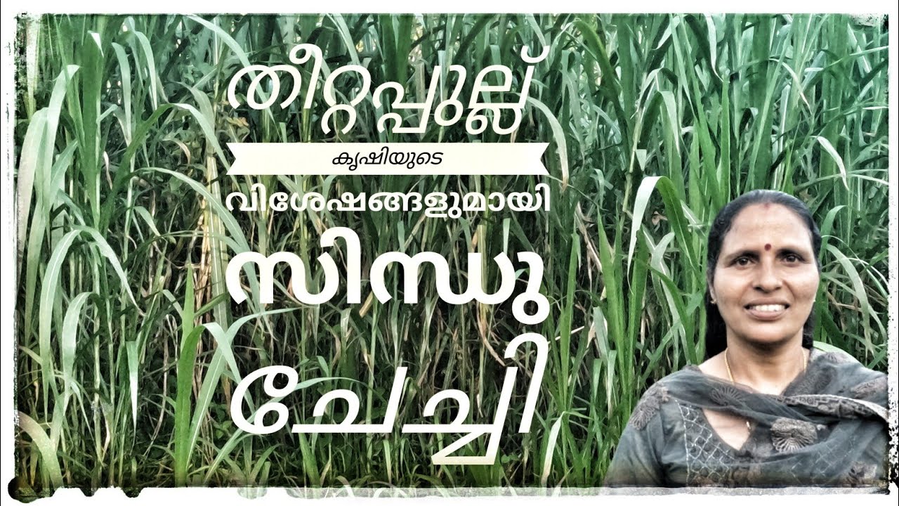 തീറ്റ പുല്ല് | സൂപ്പർ നേപ്പിയർ | പുല്ലു കൃഷി ആടിന്റെ തീറ്റപ്പുല്ല് |  Co3,Co5 | Super Napier