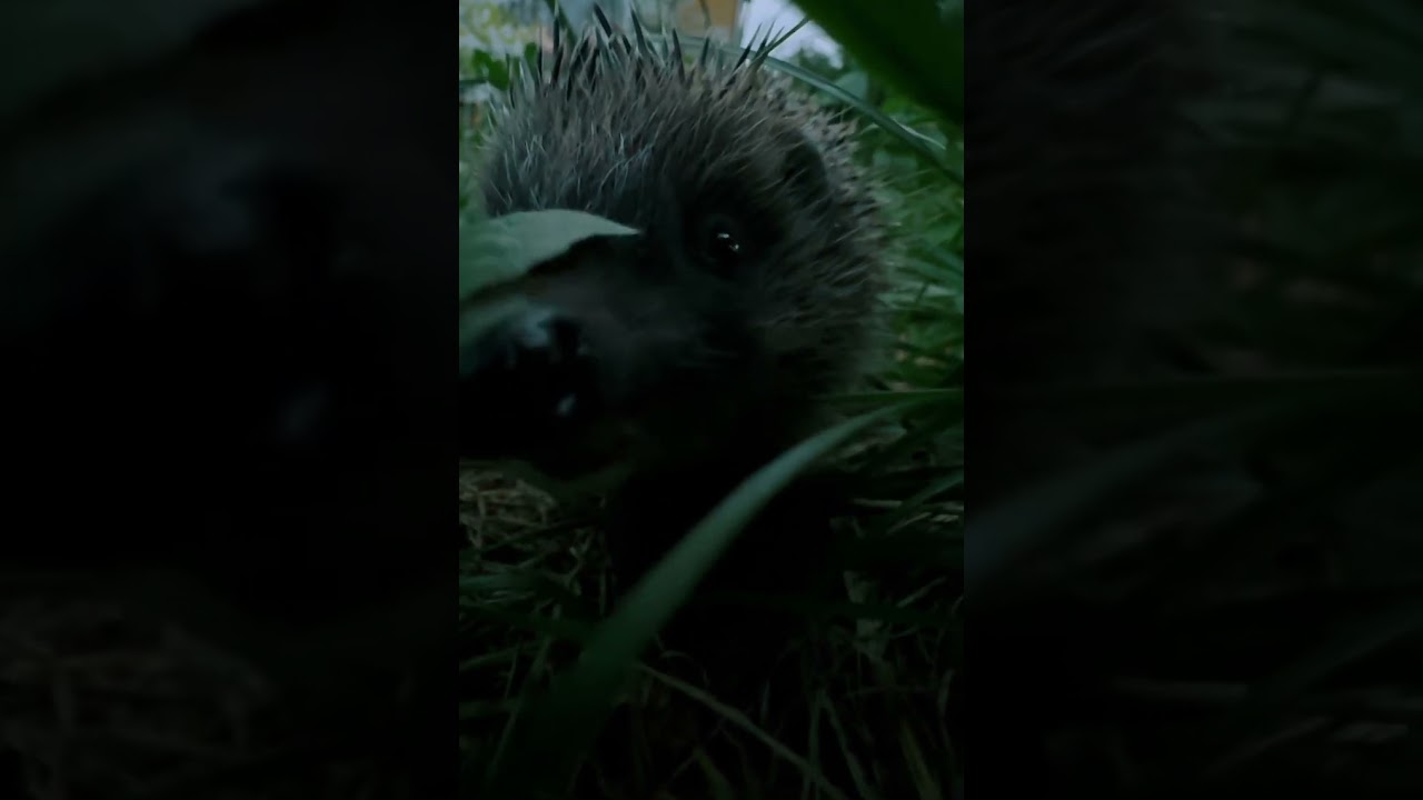 Close-Up Encounter with a Curious Hedgehog 🦔🌿 