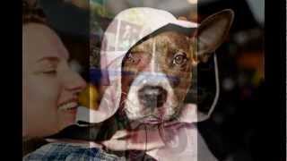 Mayday Pit Bull Rescue At Mardi Gras Downtown Phoenix, Az 2013