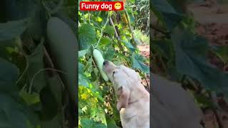 #dog #labrador #puppy #pets #funny #animals #babymonkey #cute #fruit #mongkey