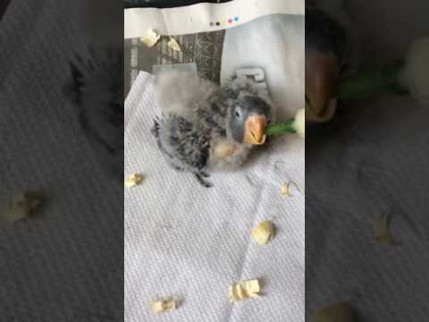 Hand feeding 3 weeks old blue black masked lovebird 
