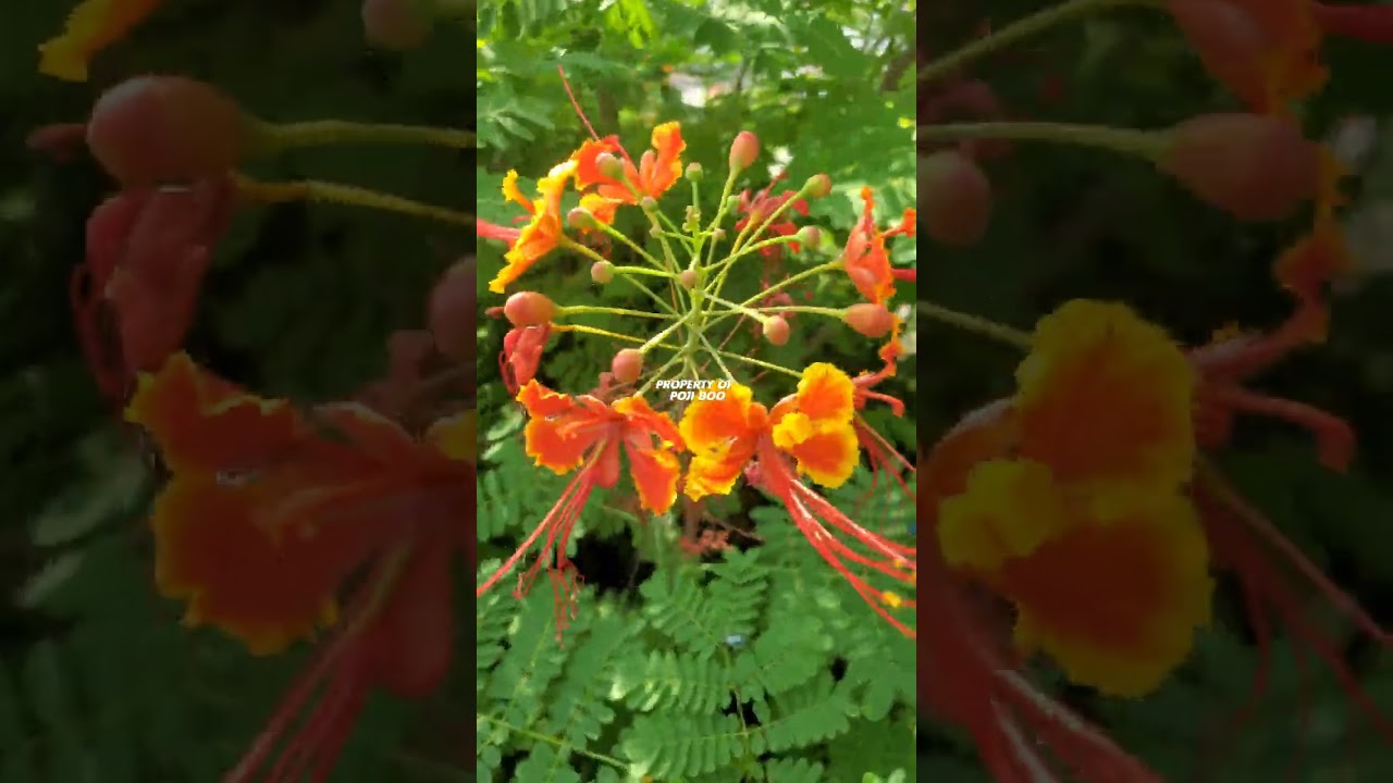KEMBANG MERAK | Red peacock flower  ‼️ Caesalpinia pulcherrima 
