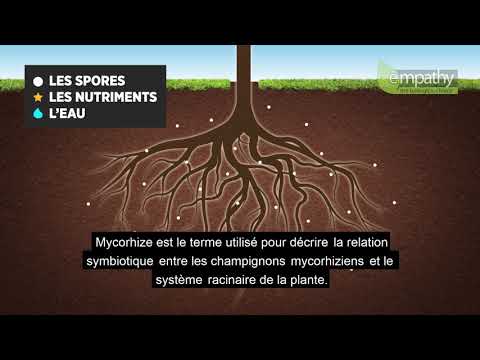 Vidéo: Qu'est-ce Qu'un Champignon D'arbre