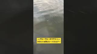 かわいい&amp;飛ぶ!! ブルーブルーのラザミンの動きをチェック🤓