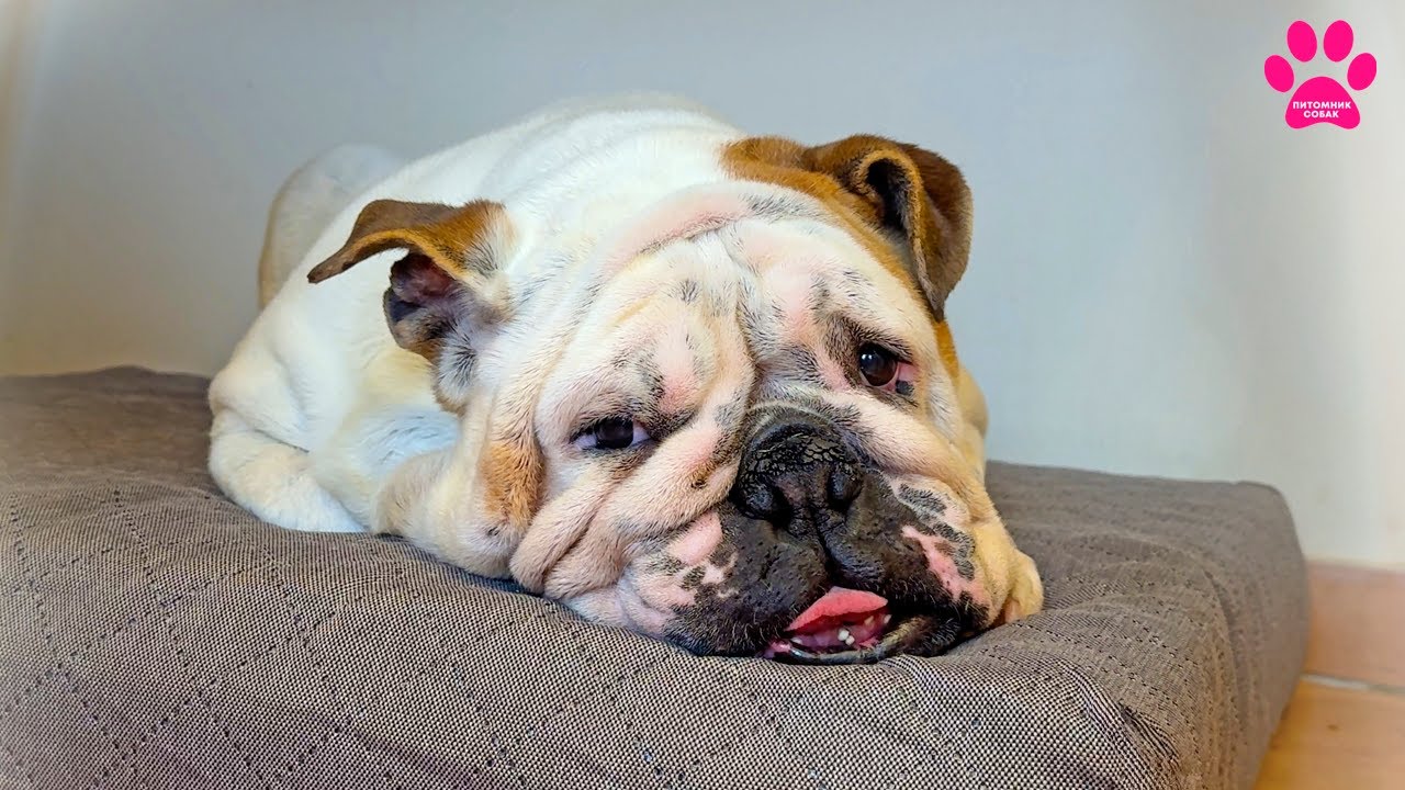 Собака не ест САМА! Срочно едем к врачу! Старушка Вита теряет здоровье.