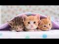 ADORABLE Kittens Meowing - Funny Cats Meowing Compilation