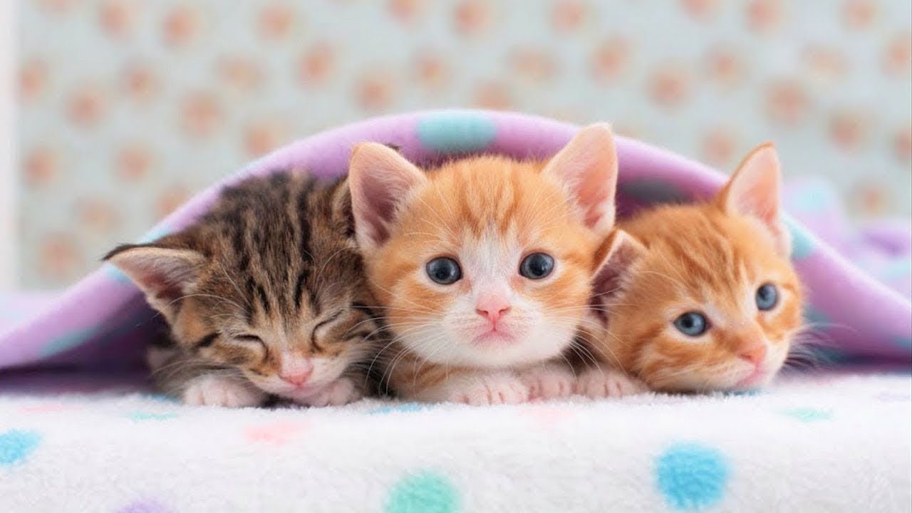ADORABLE Kittens Meowing Funny Cats Meowing Compilation YouTube