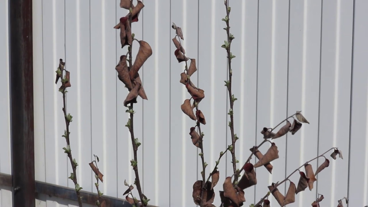 Мушмула и айва перезимовали в Подмосковье - YouTube