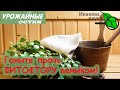 ПРОГОНИМ ФИТОФТОРУ ВЕНИКОМ! Реальный метод без затрат!