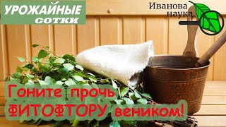 ПРОГОНИМ ФИТОФТОРУ ВЕНИКОМ! Реальный метод без затрат!