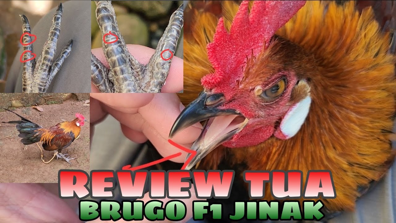 Hobi - Review Tua Ayam Brugo F1 Jinak