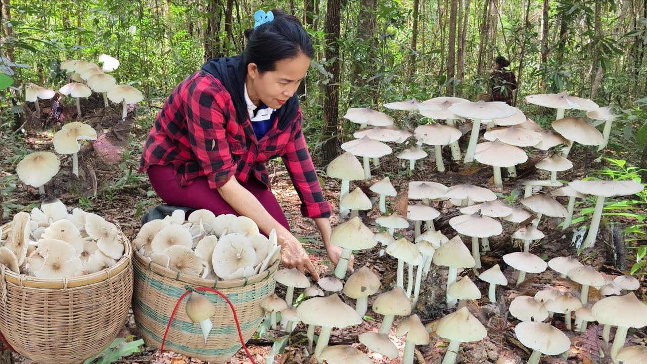 ได้งัดนำเขาแล้วจ้าเห็ดปลวกขาวหมู่ใหญ่ๆงามๆหมานพูน 2 ตะกร้าจ้า11 ต.ค68