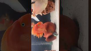 Parrot fish breeding #fish #cichlid #breeding